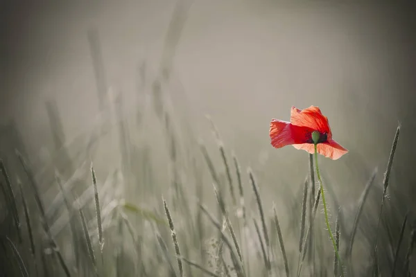 Amapola única ot fondo incoloro —  Fotos de Stock