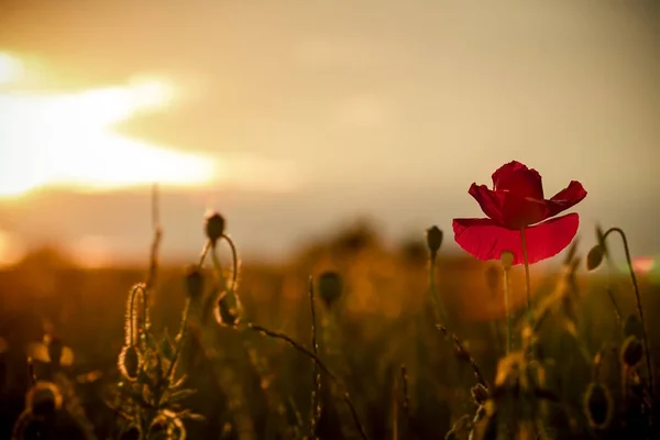 single poppy on red tuned background