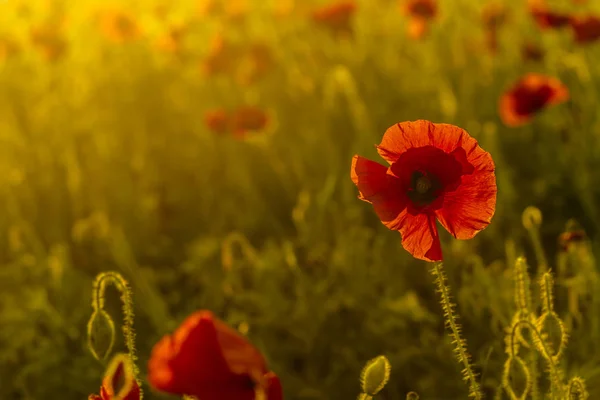 Single poppy ot colorful background — Stock Photo, Image