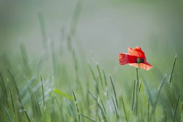 Egyetlen poppy a zöld háttér Jogdíjmentes Stock Fotók