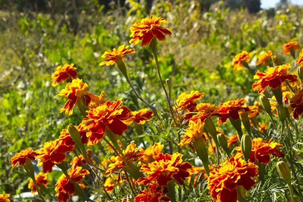 Ringelblumen oder Tagetes — Stockfoto