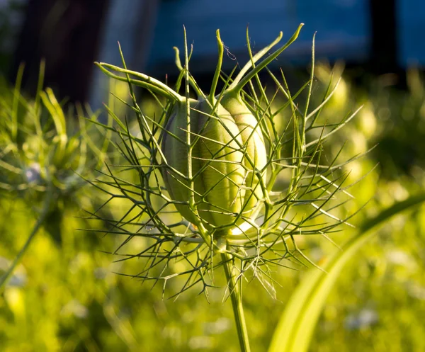 Faded flower Nigella Royalty Free Stock Photos