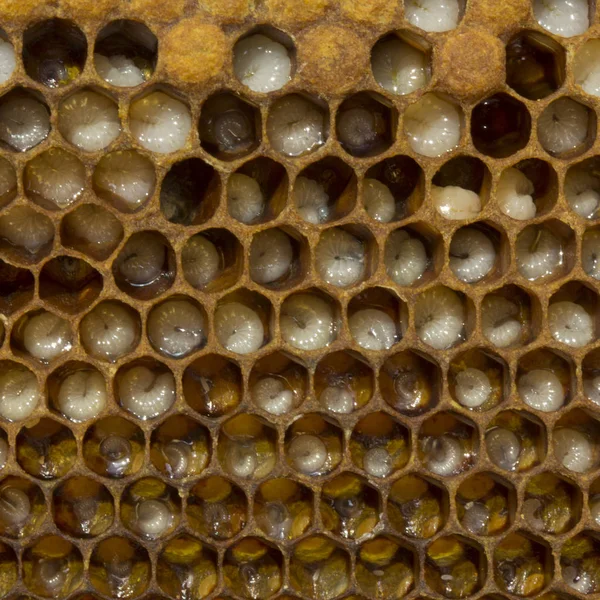 Eggs, larvae and cocoons bee — Stock Photo, Image