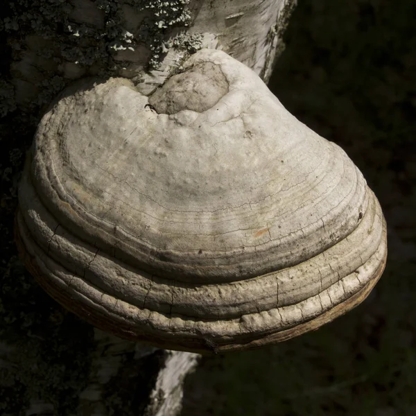 Polypore real (deciduous) — Stock Photo, Image