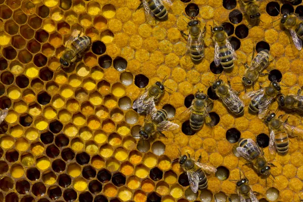 Polen, larvas, capullos, abejas — Foto de Stock