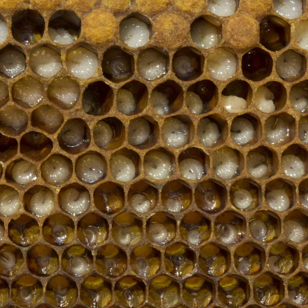Eggs, larvae and cocoons bee Stock Image