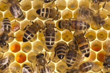 Arılar peteğin üzerinde