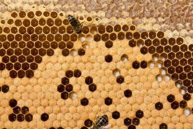 Arılar, larva ve Koza.