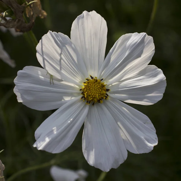 Bellezza in Natura. Cosmo — Foto Stock