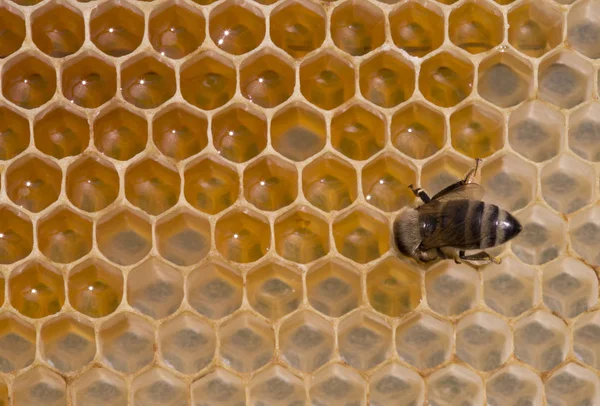 Bee nektar hälls i cellen — Stockfoto