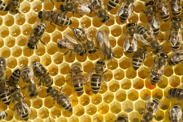Бджоли перетворюють нектар в мед — стокове фото