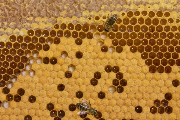 Pszczoły, larwy i kokonów. — Zdjęcie stockowe