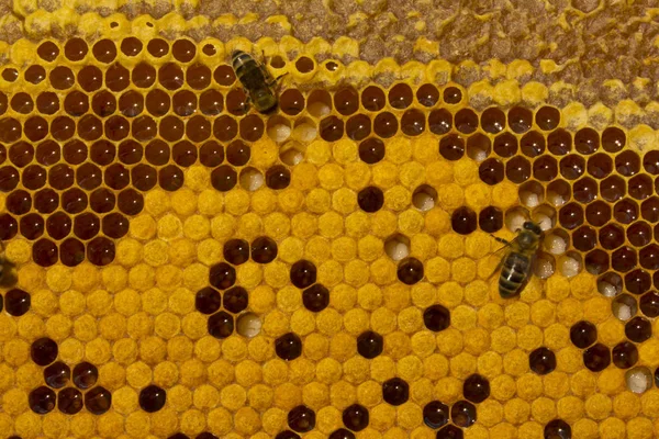 Bijen, larven en cocons. — Stockfoto