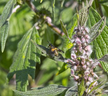 İş arı çiçek Leonurus üzerinde
