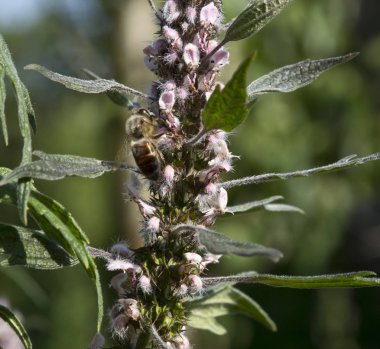 Ot motherwort Leonurus Kalp
