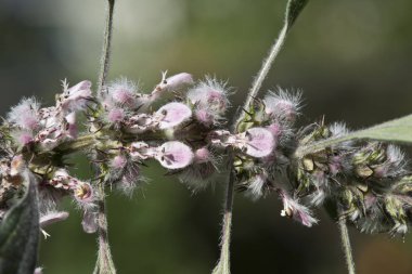 Ot motherwort Leonurus