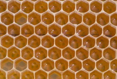 Petek - arıları benzersiz oluşturulması