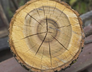 Yıllık halkaları. Radyal çatlaklar