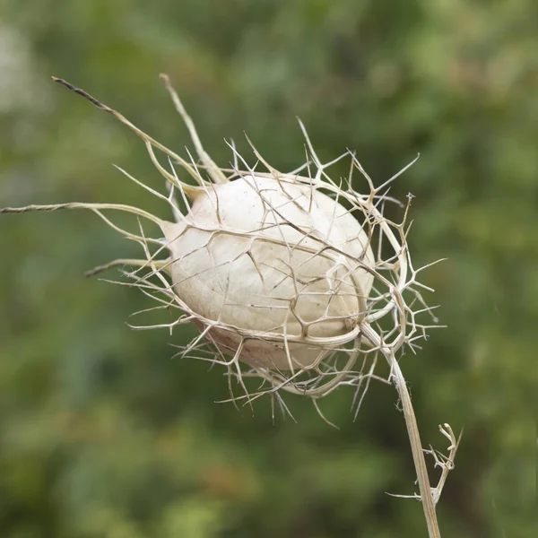 Wyblakłe Nigella (Nigella sativa, Calonge) — Zdjęcie stockowe