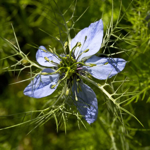 Nigella floreciente (Nigella sativa, Kalonji ) —  Fotos de Stock