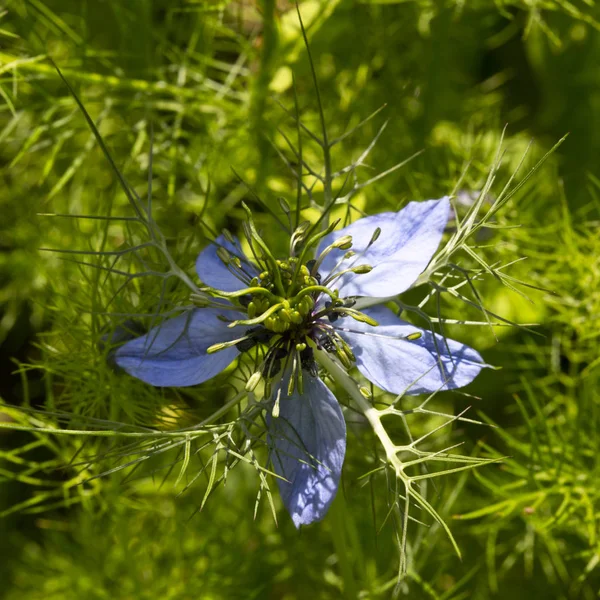 Flowering Nigella (Nigella sativa, Kalonji) — Stock Photo, Image