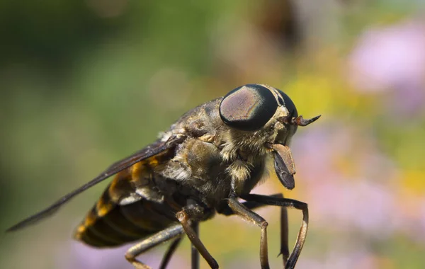 Fliege - gefährliches Insekt — Stockfoto
