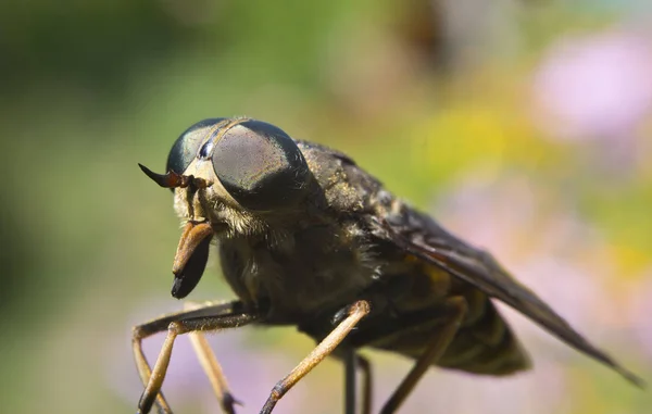 Gadfly - insecto peligroso —  Fotos de Stock