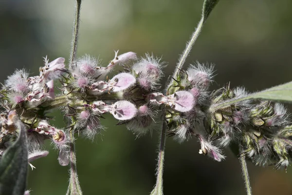 Gyógynövény motherwort-Leonurus — Stock Fotó