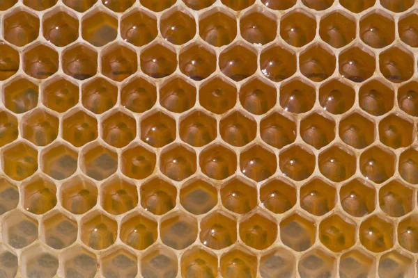 Honeycomb fylld med nektar och honung — Stockfoto