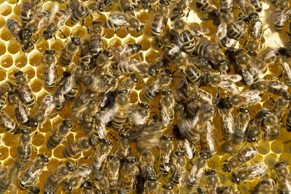 Movement of bees — Stock Photo, Image