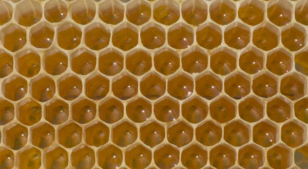 Skapad med vax honungskakor — Stockfoto