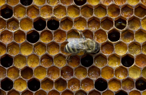 Pouring honey pollen