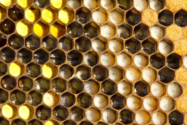 As larvas de abelhas e pólen — Fotografia de Stock
