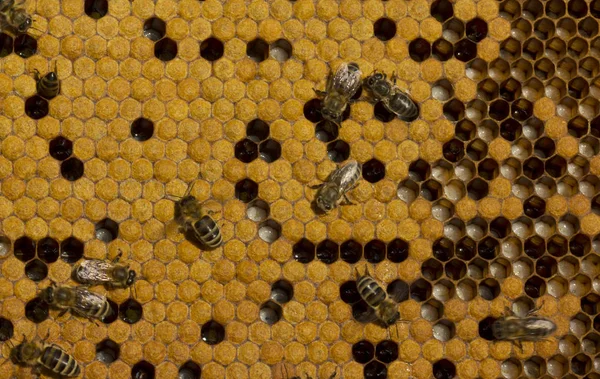 As larvas de abelhas e casulos — Fotografia de Stock
