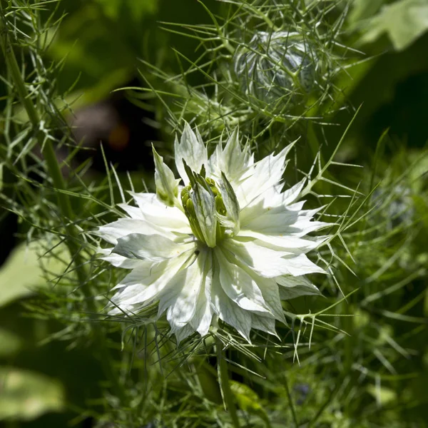 Flowering Nigella (Nigella sativa, Kalonji) Royalty Free Stock Images