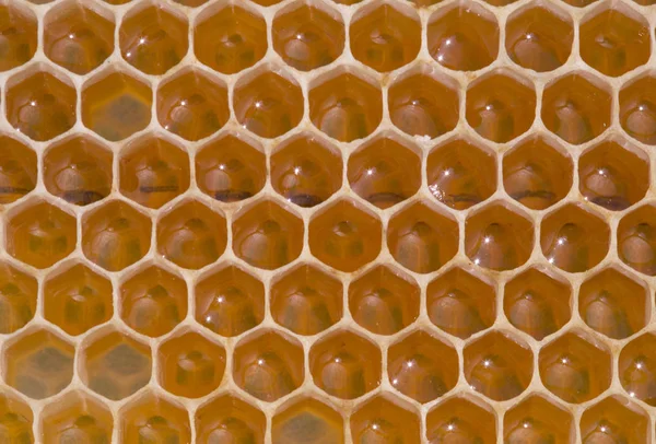 El panal - la creación única de las abejas de miel Fotos De Stock