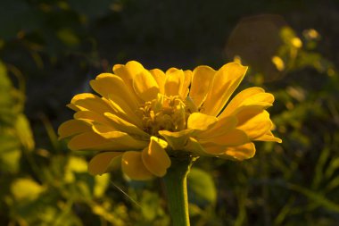 Çiçekler. Zinnia elegans