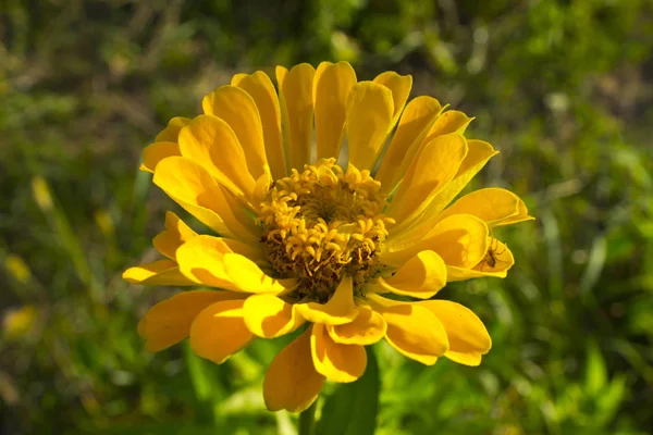 Blumen. Zinnia elegans — Stockfoto