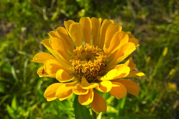 Flowers. Zinnia elegans — Stock Photo, Image