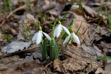 Kardelen güzel bir çiçek olduğunu