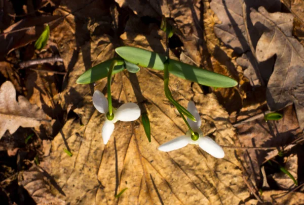 Snowdrops pierced through the old leaves. — Stock Photo, Image