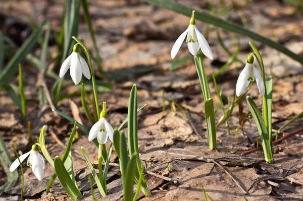 Snödroppar genomborrat med gamla bladen — Stockfoto