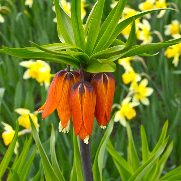 Имперский орешник, Fritillaria imperialis — стоковое фото