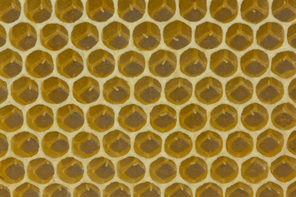 Ovos em favos de mel — Fotografia de Stock
