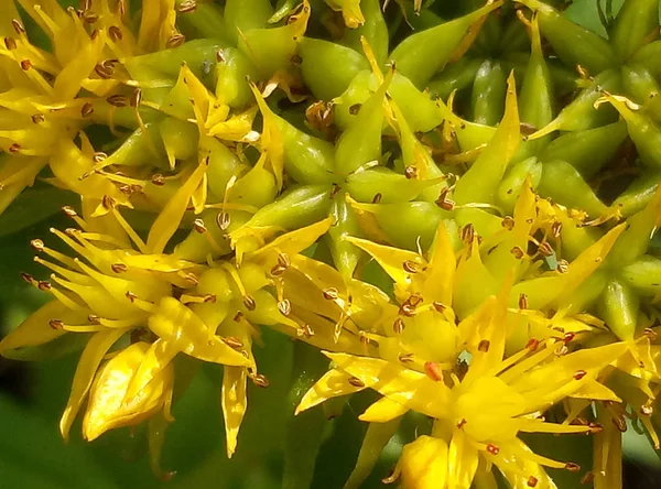 Aranygyökér (Rhodiola rosea). — Stock Fotó