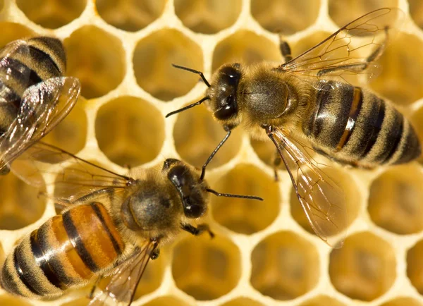 Bees build honeycombs — Stock Photo, Image