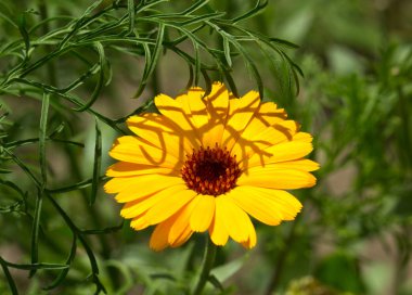 Tıbbi bitki calendula