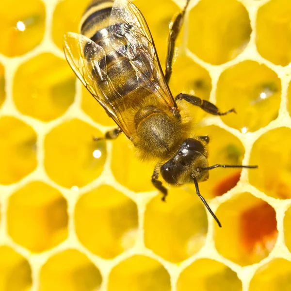 Bee konvertera nektar i honung — Stockfoto