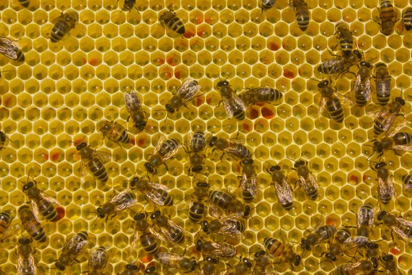 Las abejas convierten el néctar en miel —  Fotos de Stock