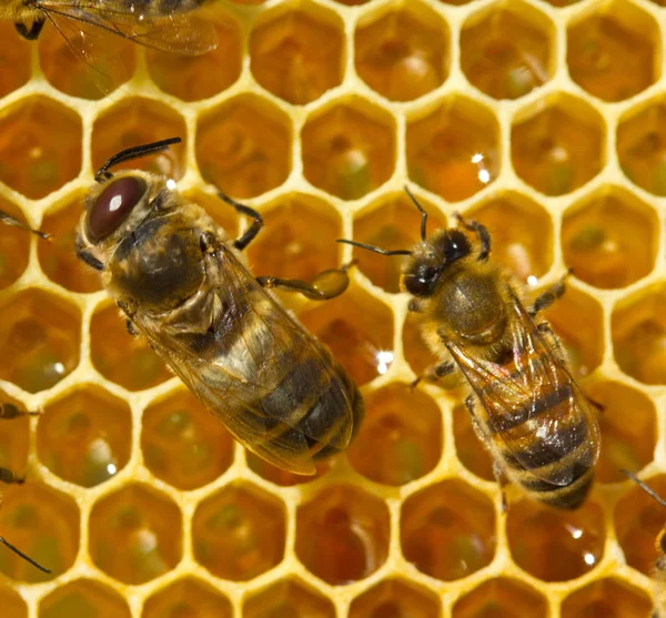 Bee och drönare — Stockfoto